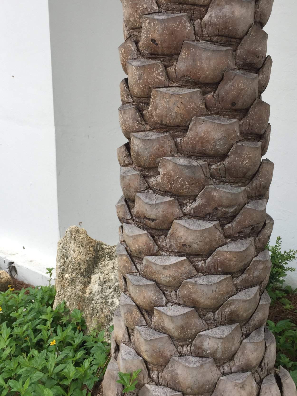 Серебристая Пальма без фона