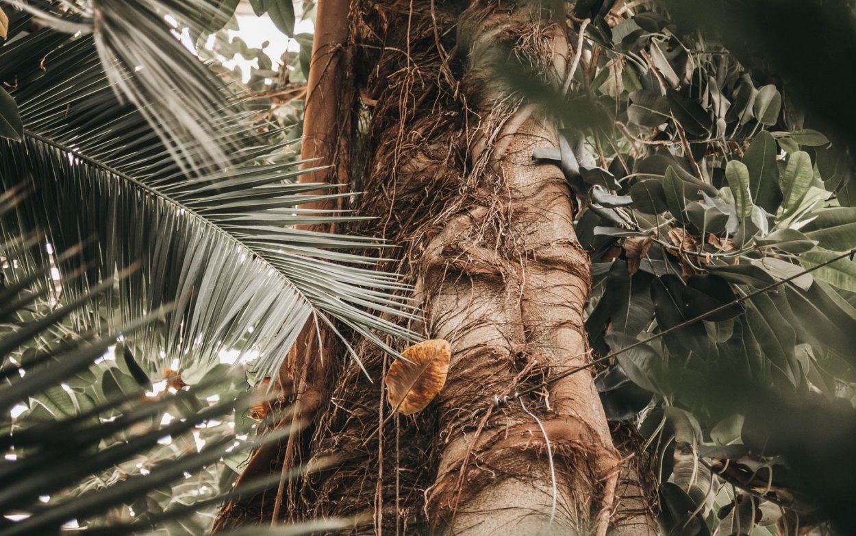 Ствол пальмы дерево