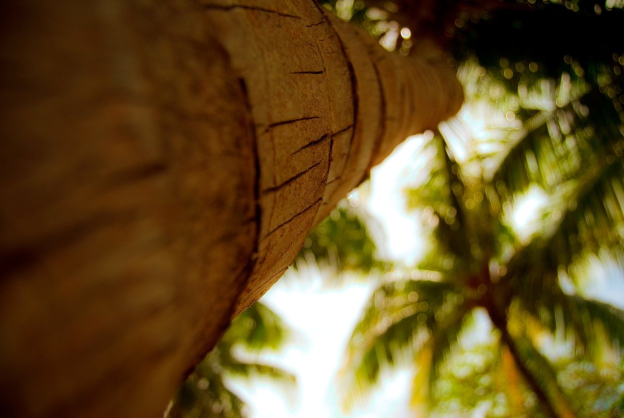 Пальма с боку