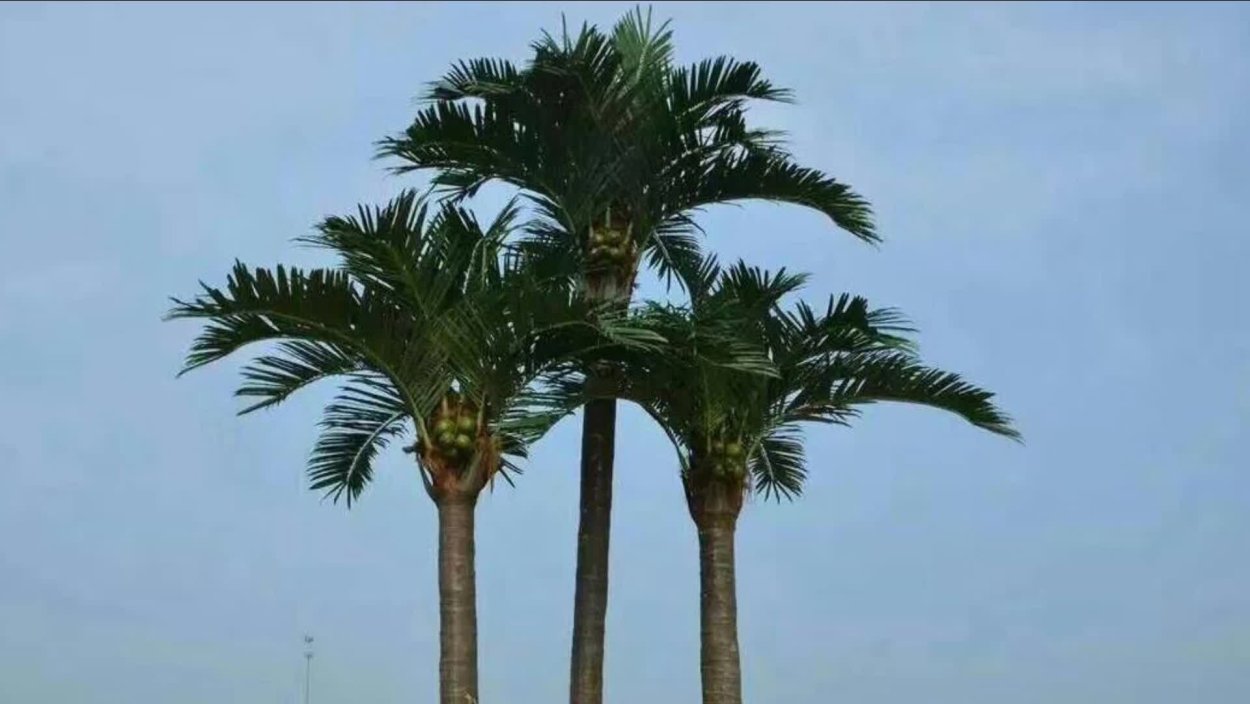 Ствол пальмы