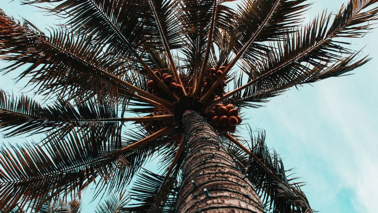 Ствол пальмы