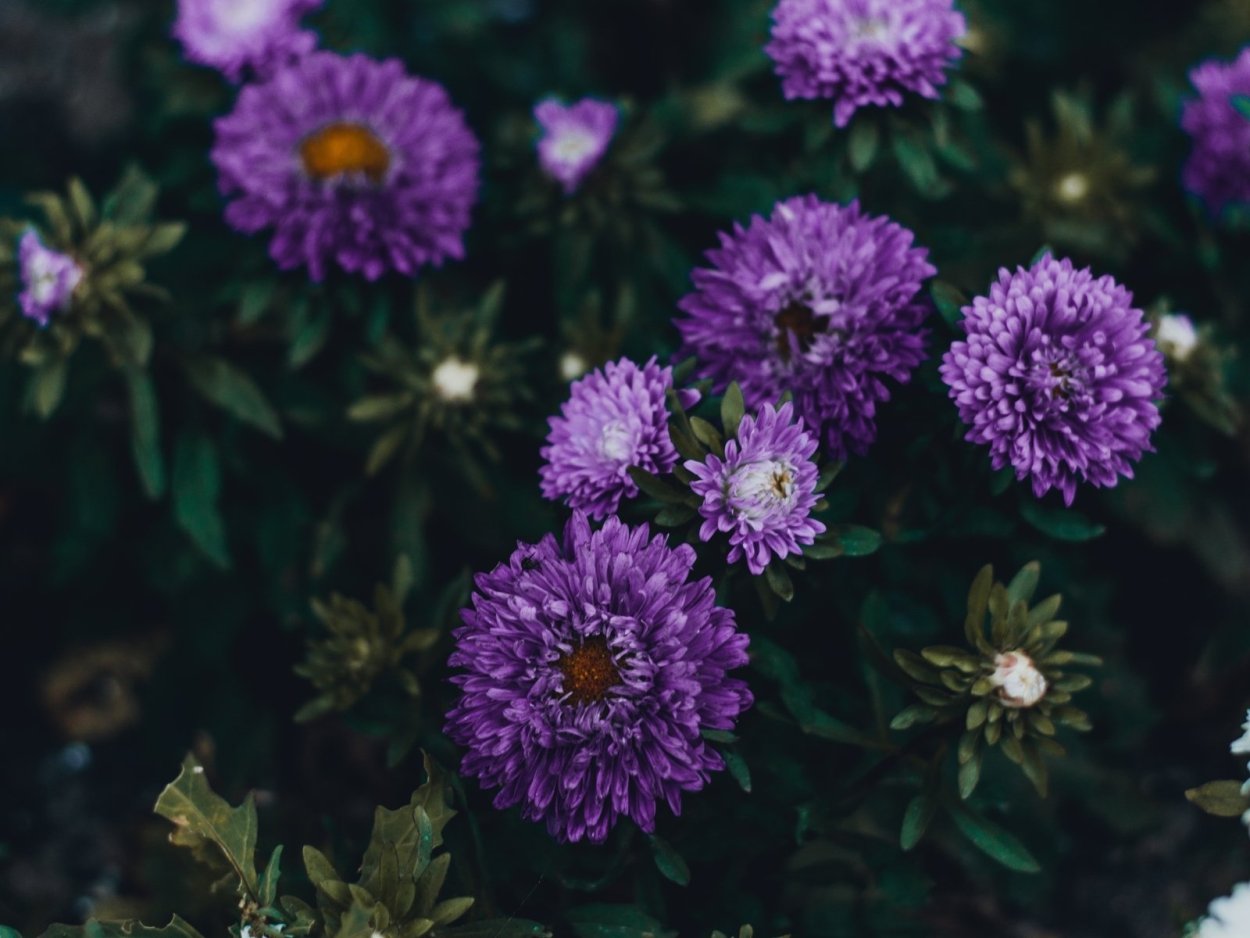 Астра пампушка Черничная