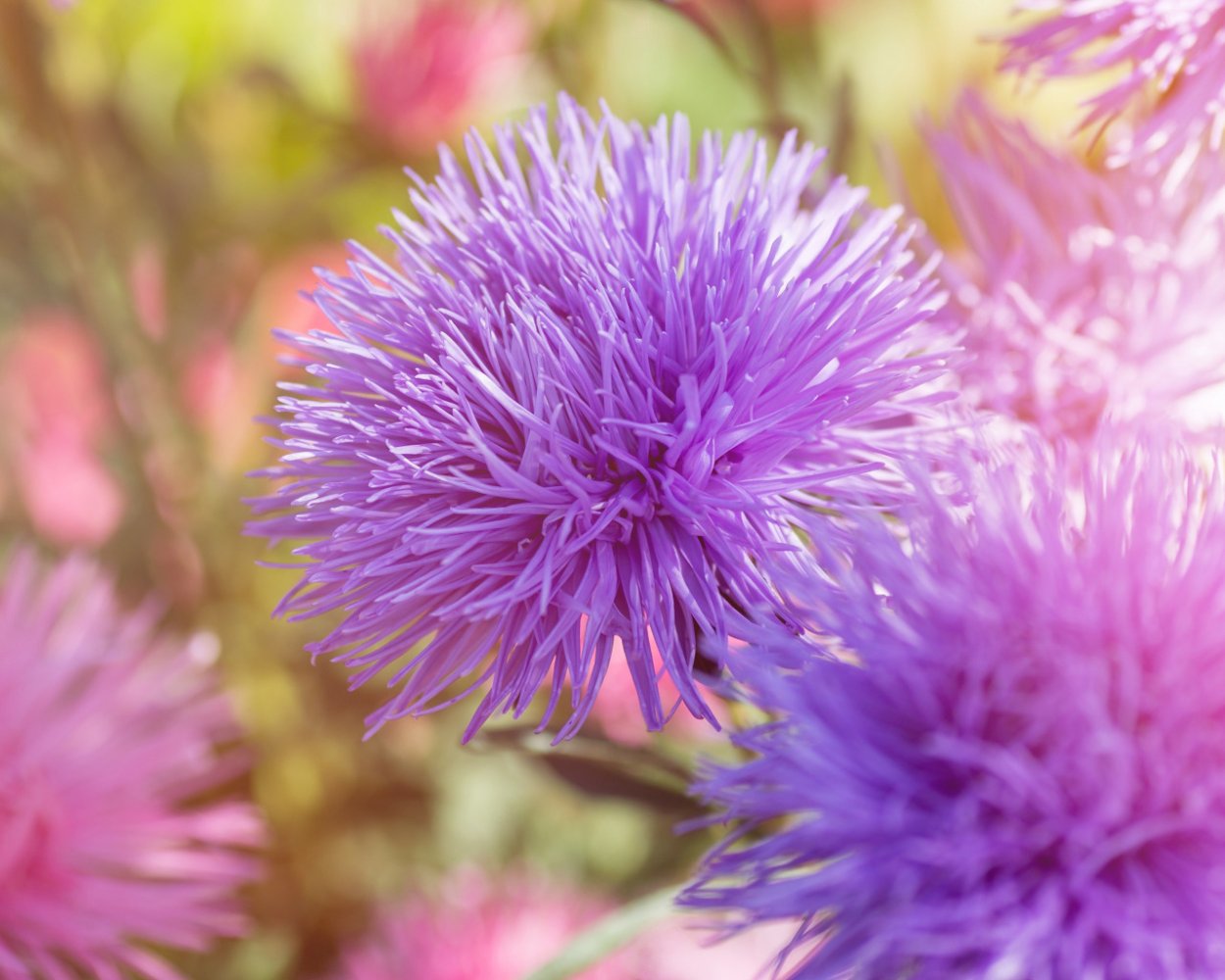 Астра мохнатая