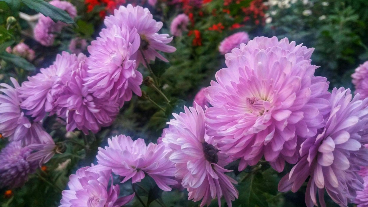 Хризантема кер де Лорен