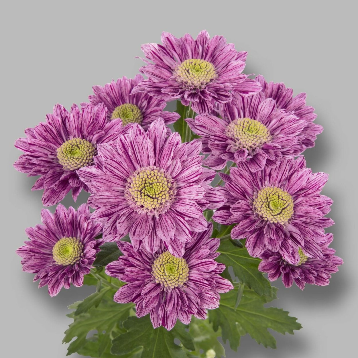 Хризантема одноголовая сиреневая