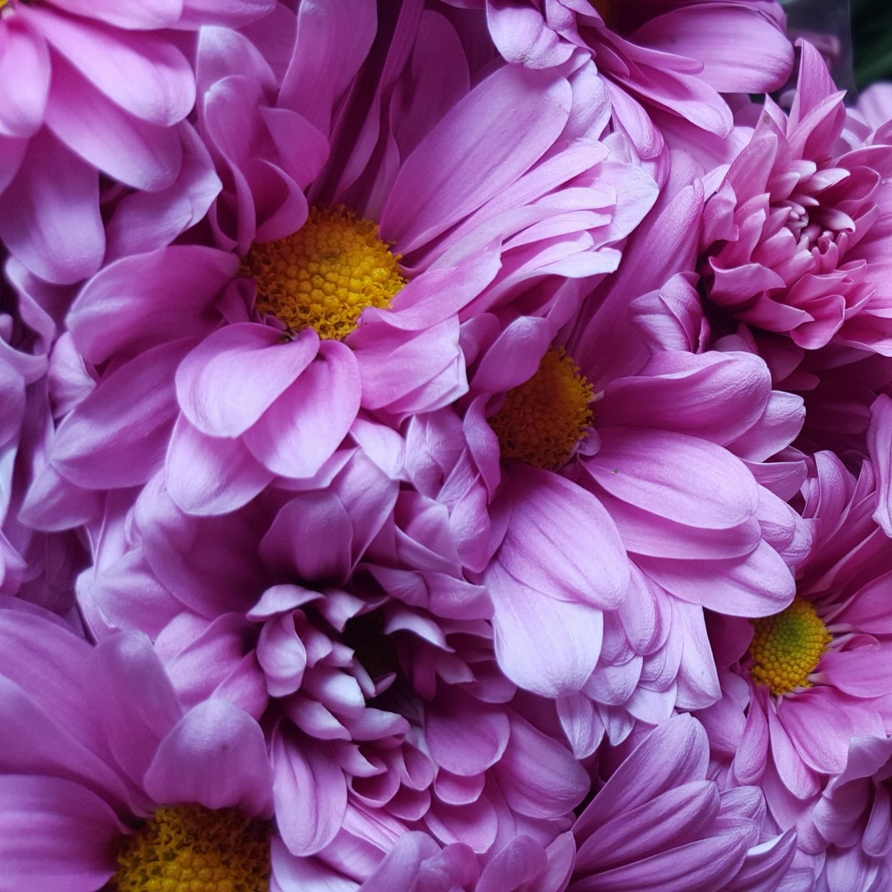 Хризантема сиреневая