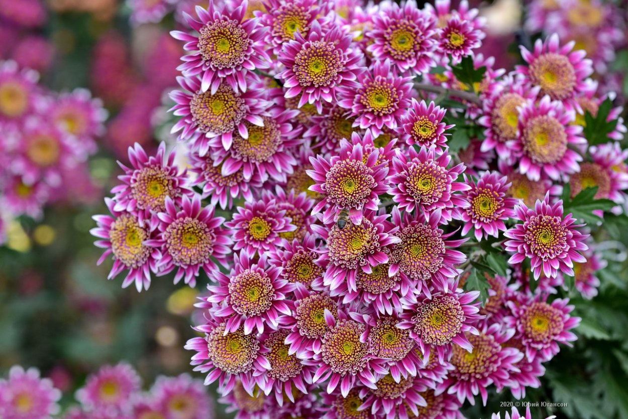 Хризантема корейская Лемуния
