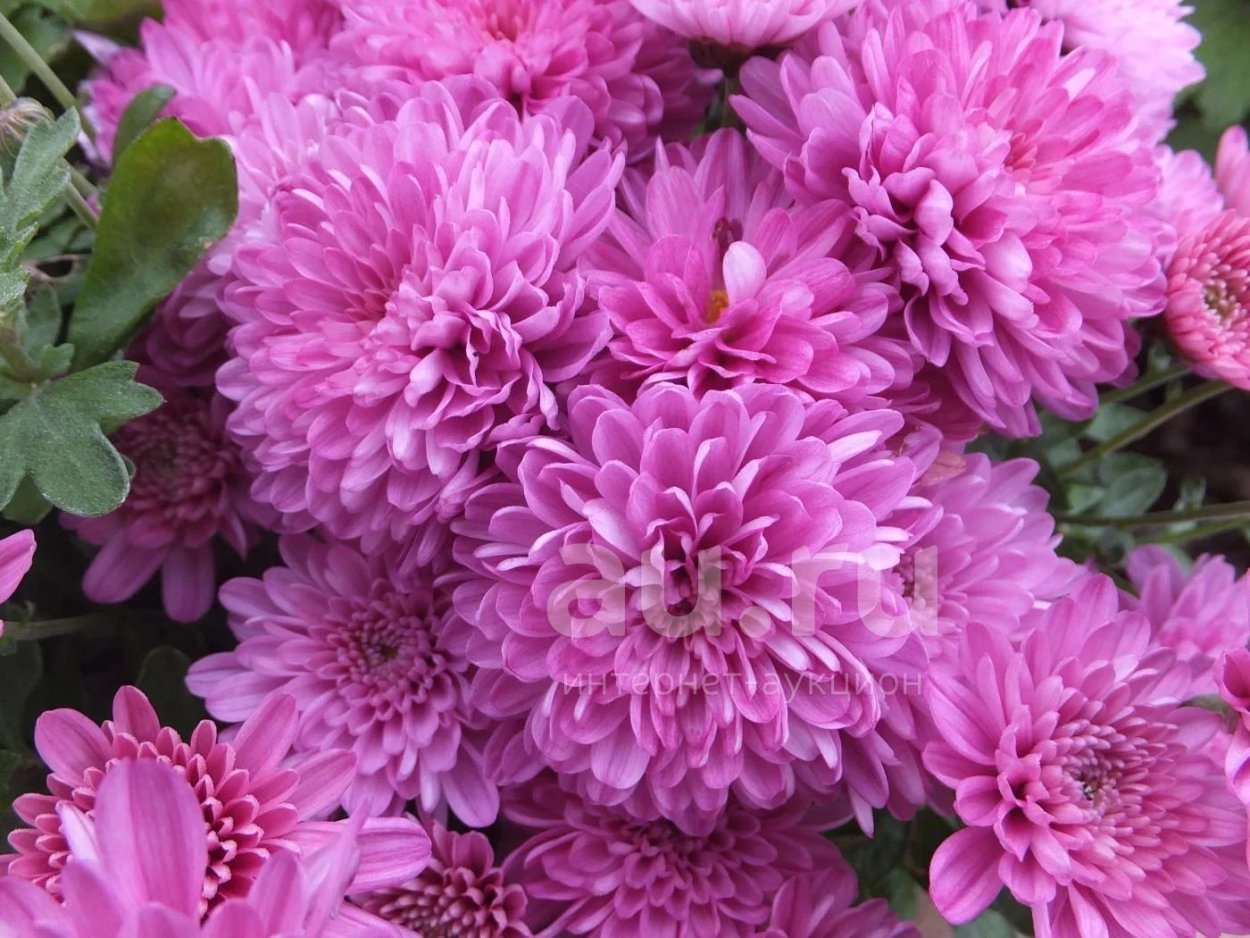 Хризантема Regal Mist Purple