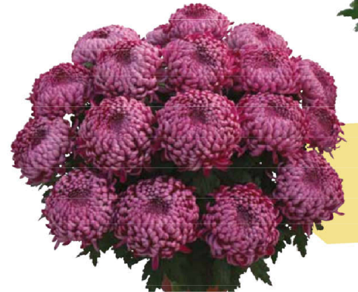 Хризантема мультифлора Прекосита Парме