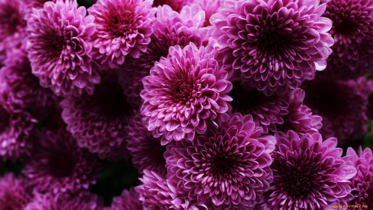 Хризантема Сильвер Пурпл