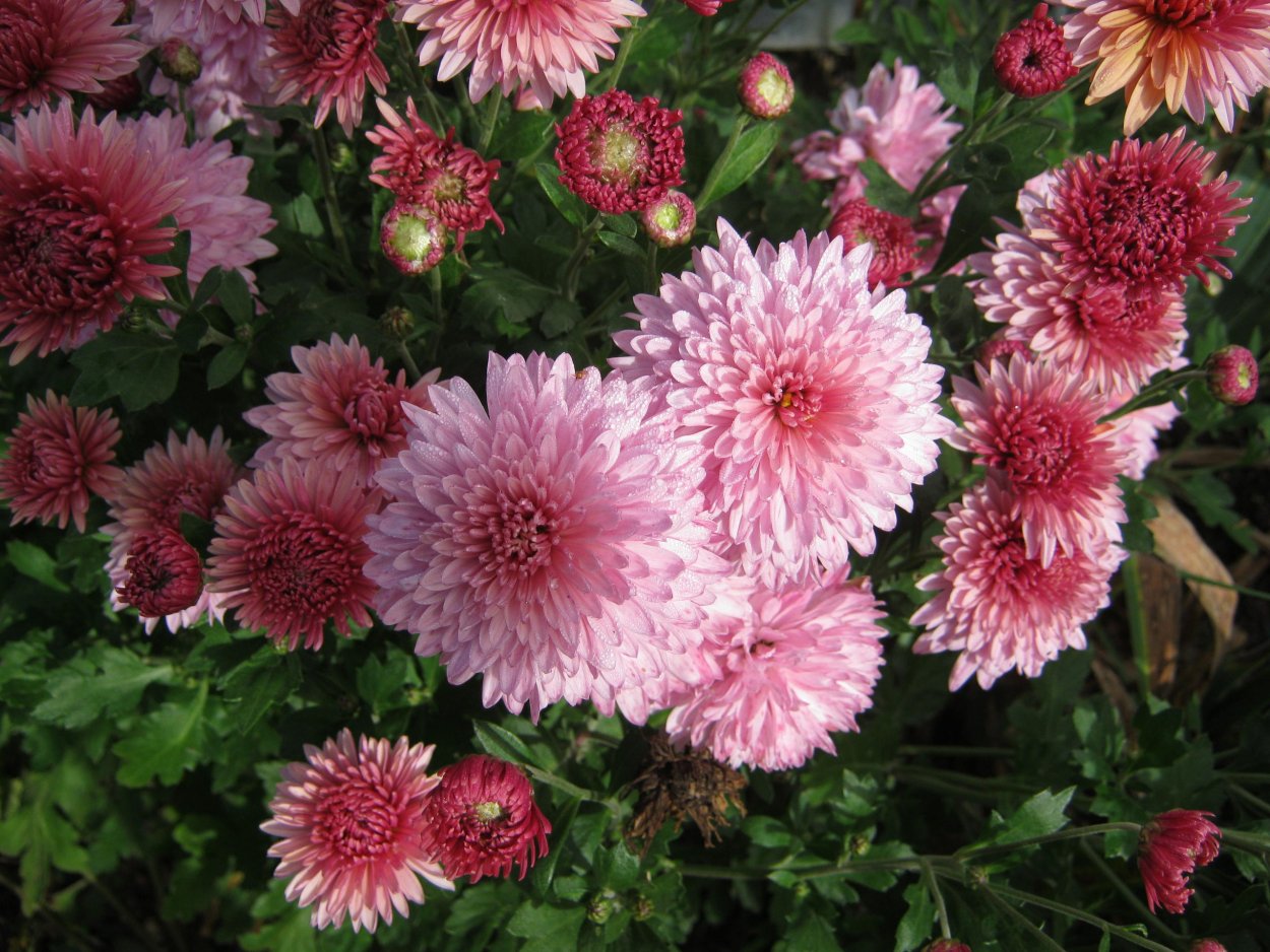 Хризантема Migoli