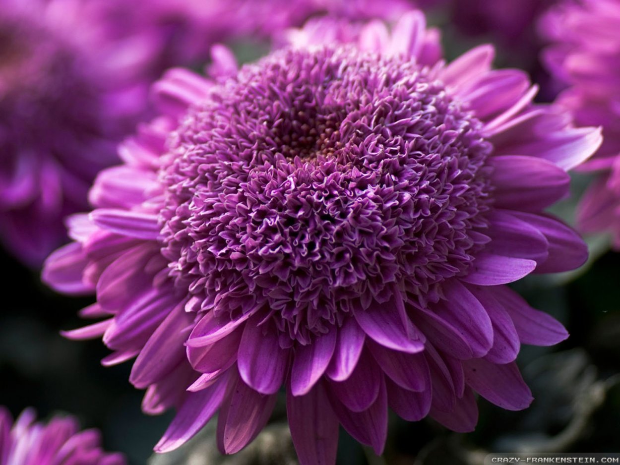 Букет 25 кустовых хризантем