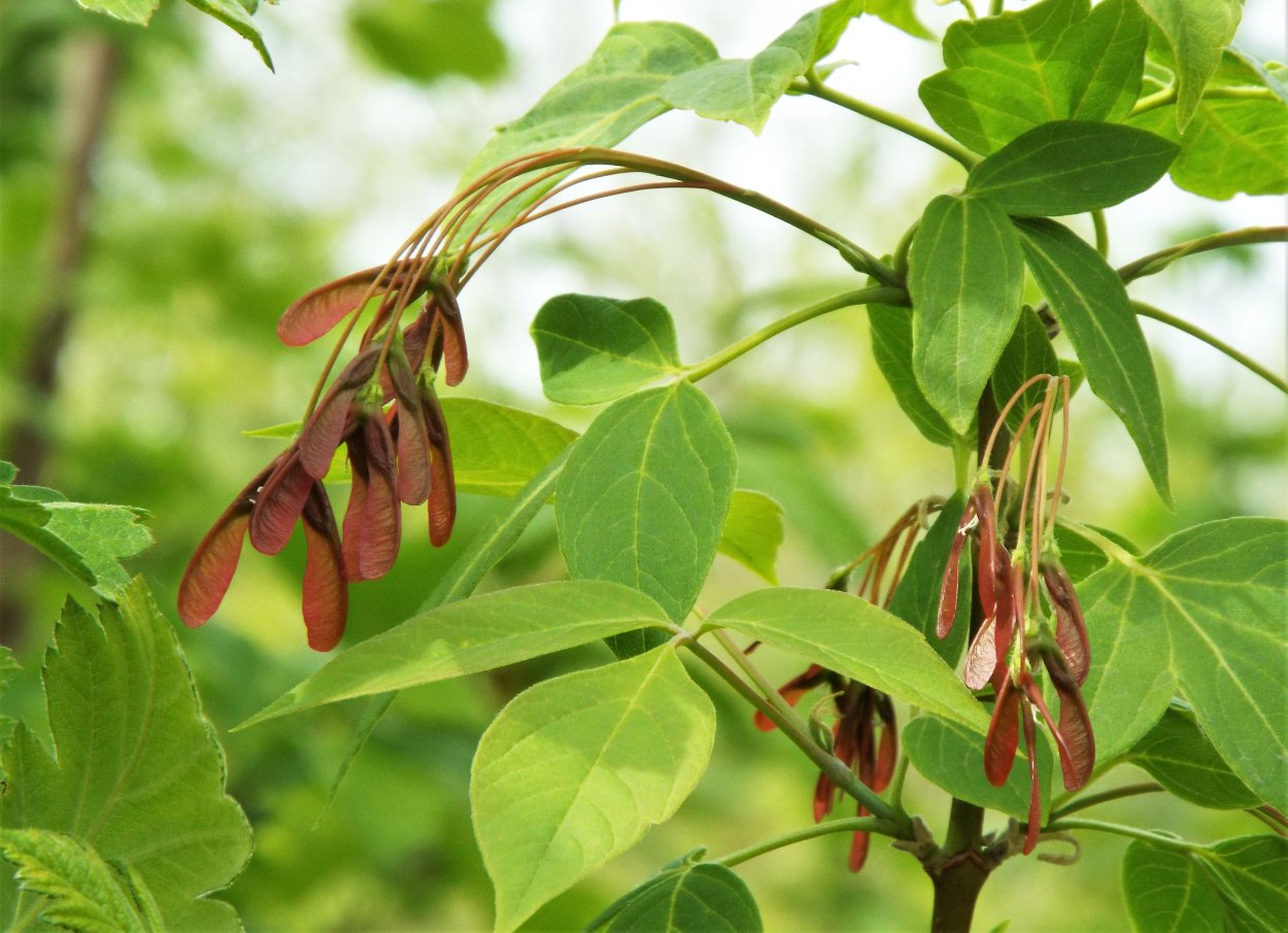 Клён ясенелистный вертолетики