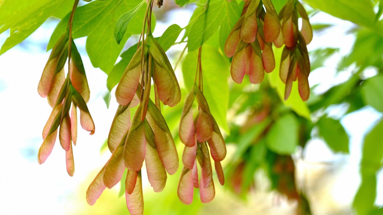 Клен ясенелистный семена