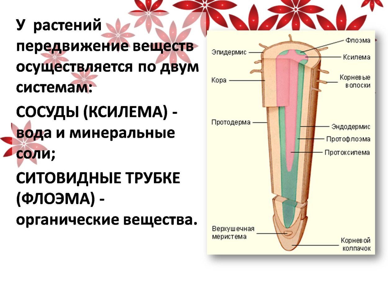 Процесс передвижения веществ в растении. Передвижение веществ у растений. схема передвижения веществ по растению. транспорт веществ у растений. минеральные вещества передвигаются по.