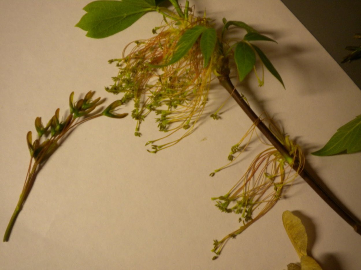 Дерево от которого вертолетики