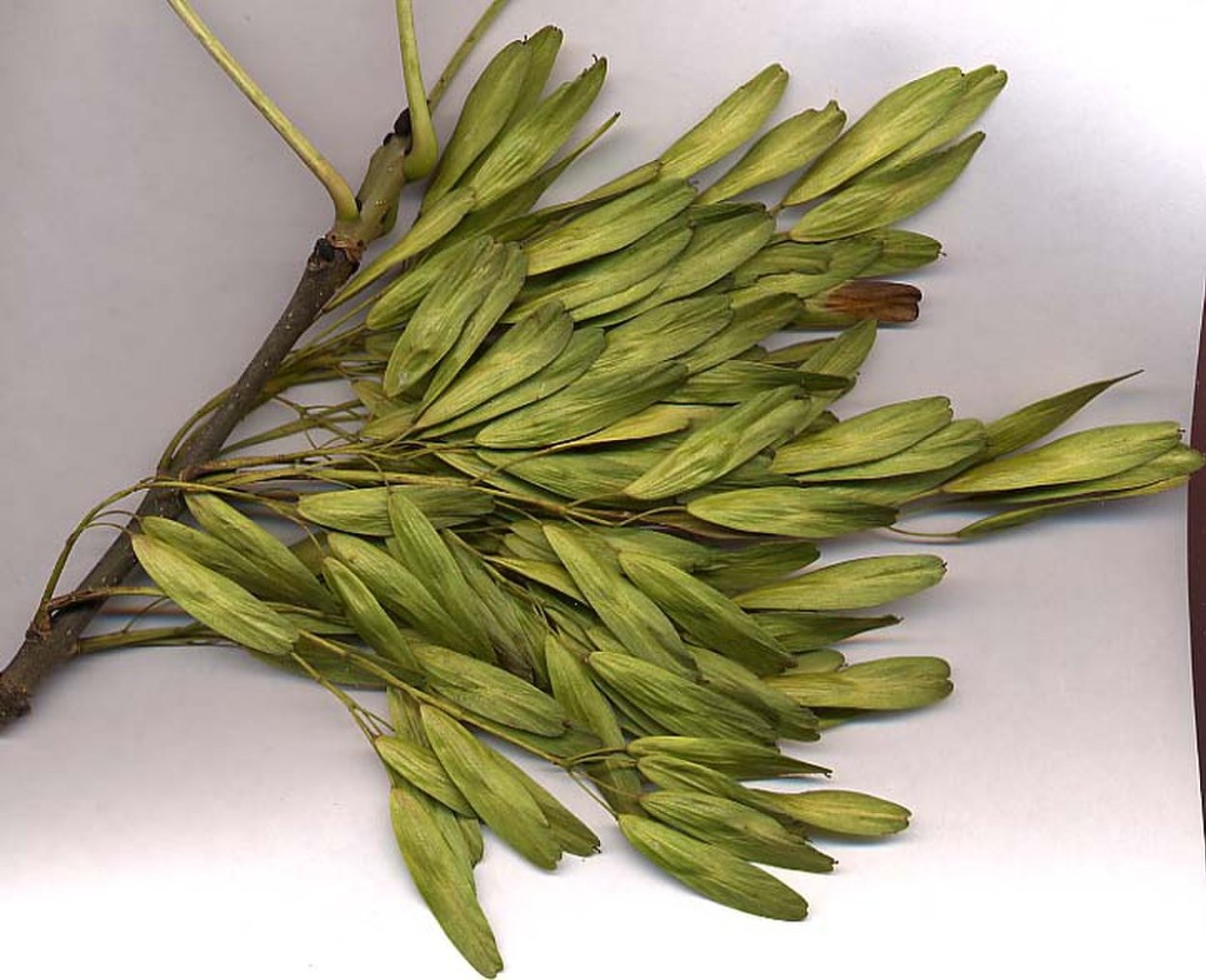 Семена Крылатки ясеня