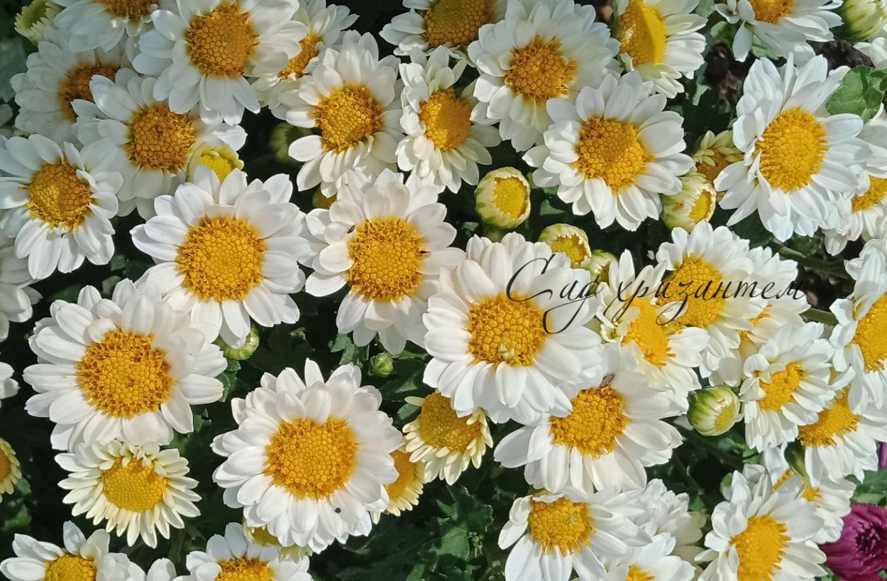 Мультифлора Хризантема семена пакетах