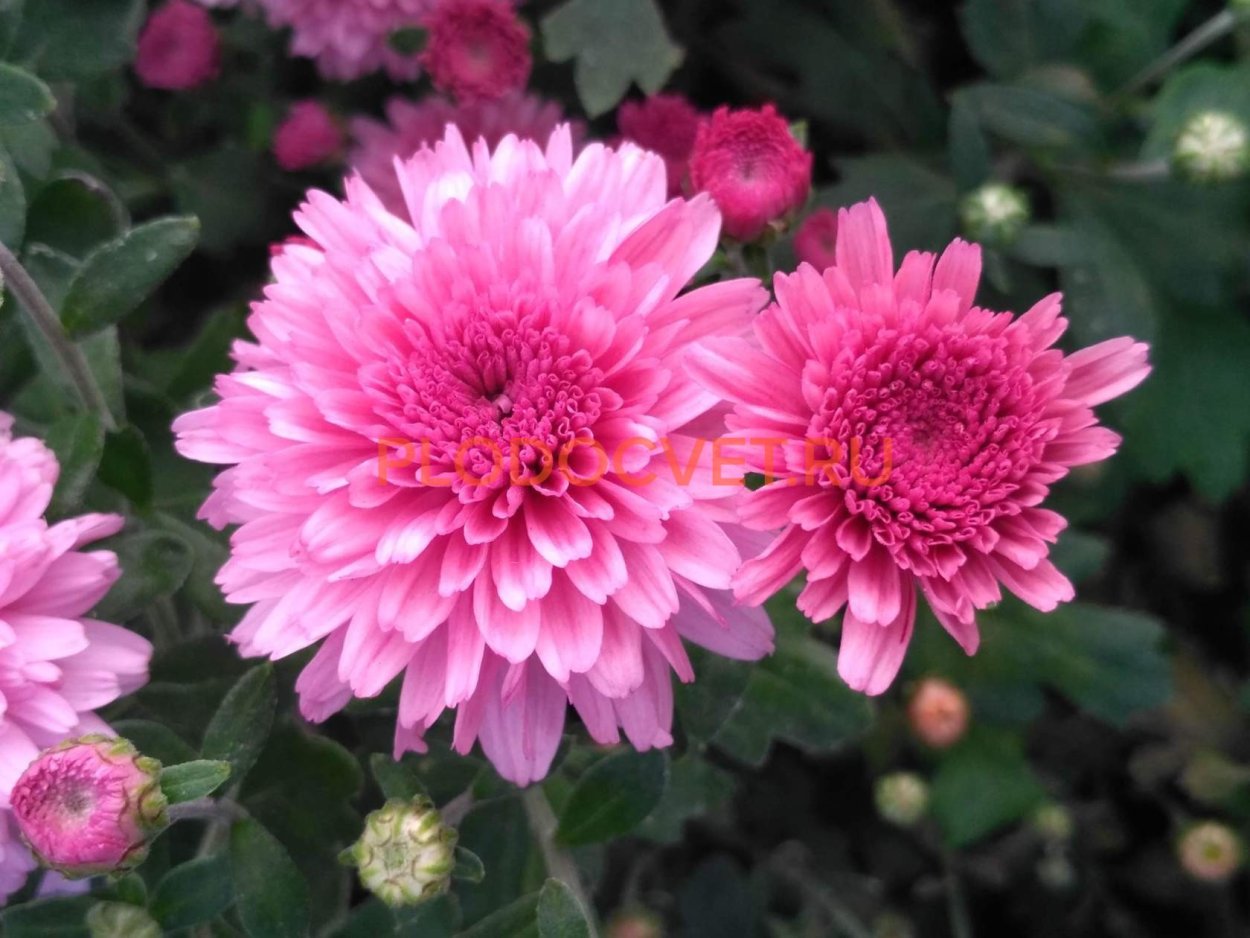 Хризантема кер де Лорен