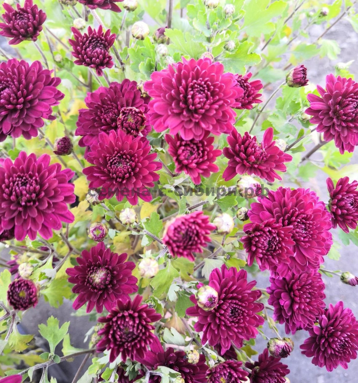 Хризантема мультифлора Прекосита Пуссан