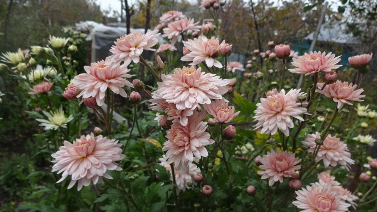 Хризантема precocita Parme