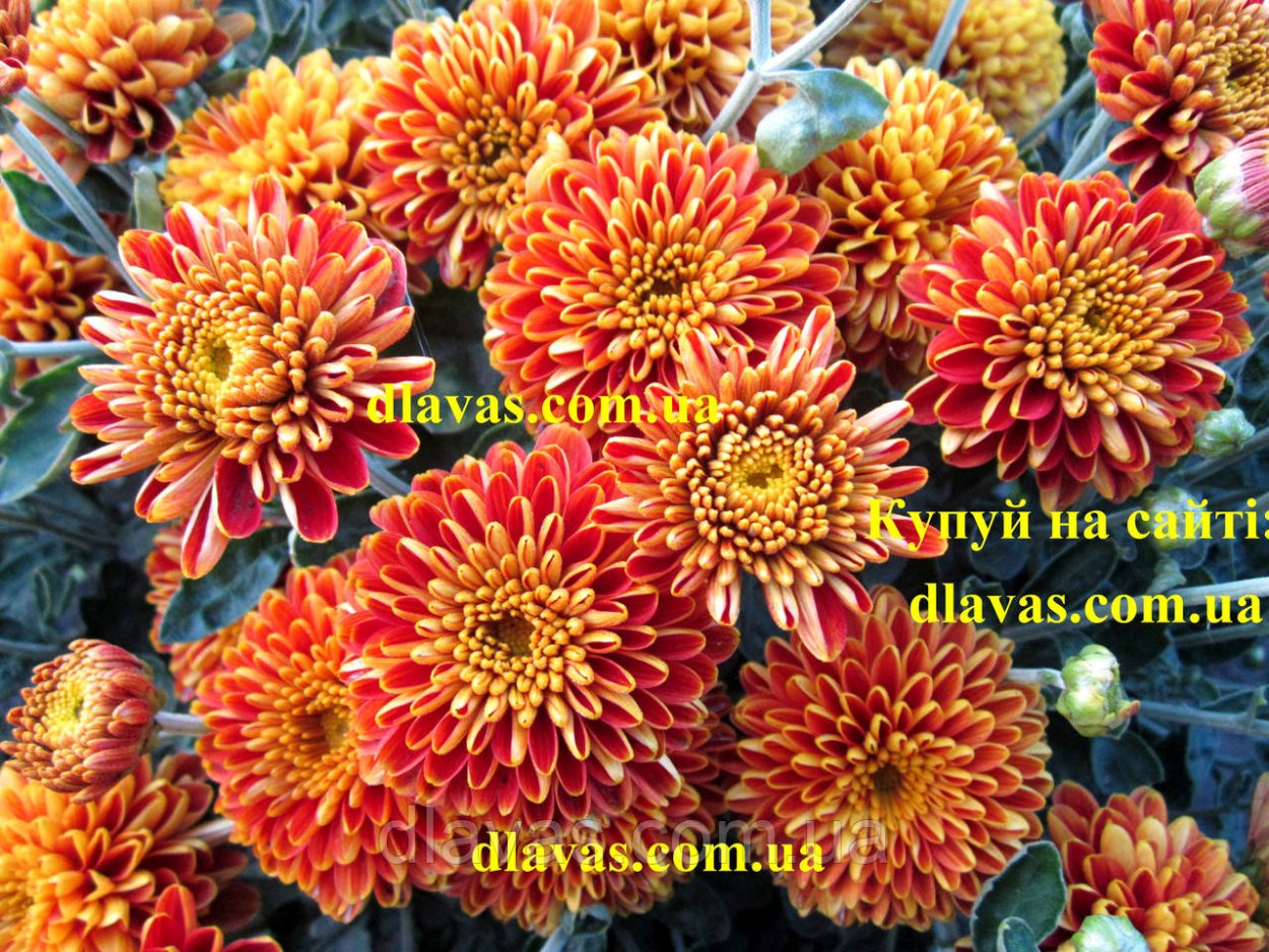 Хризантема мультифлора Прекосита