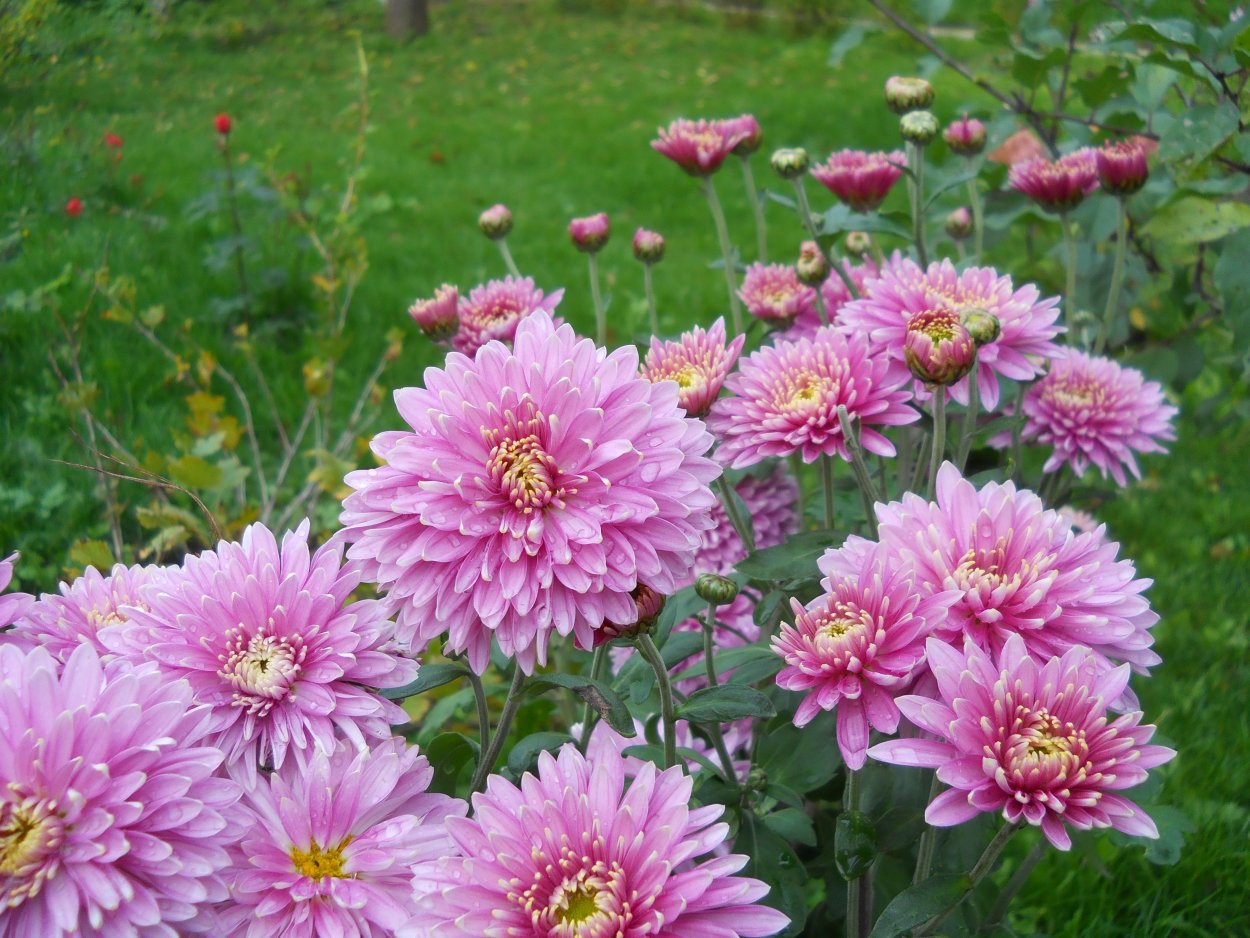 Хризантема кер де Лорен Софиане Саумон