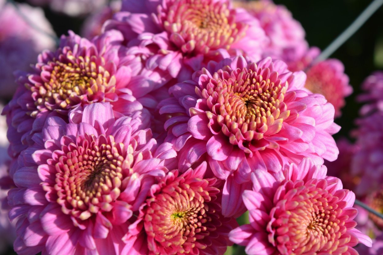 Хризантема мультифлора Арес