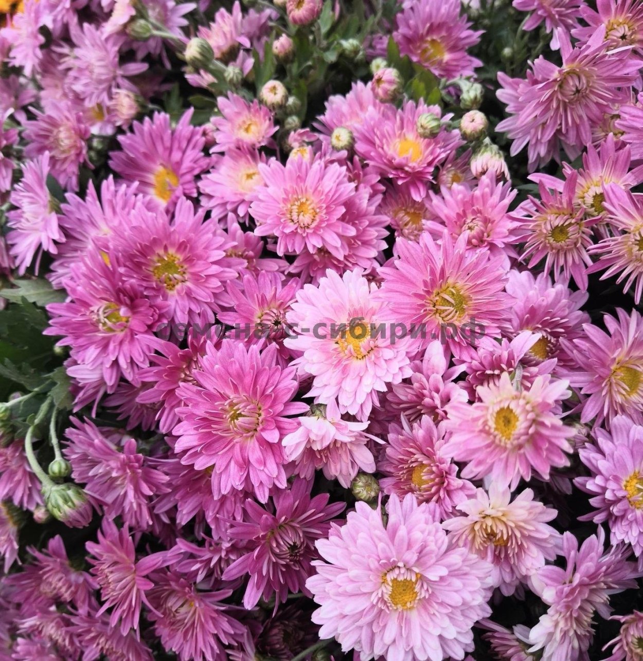 Хризантема мультифлора precocita Parma