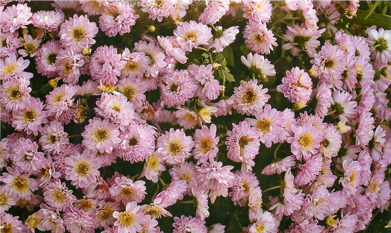 Хризантема мультифлора мелкоцветковая