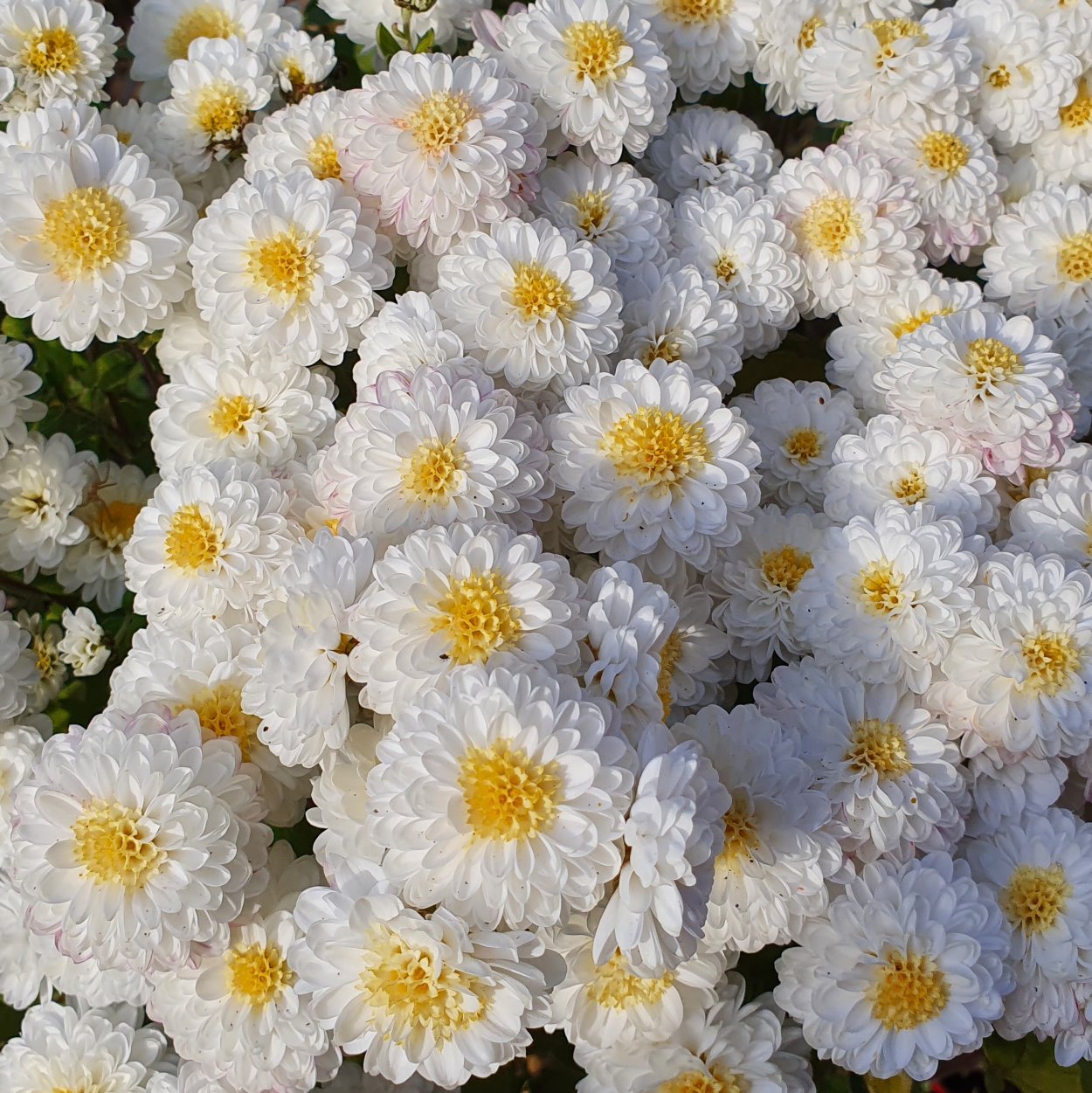 Хризантема мультифлора сиреневая