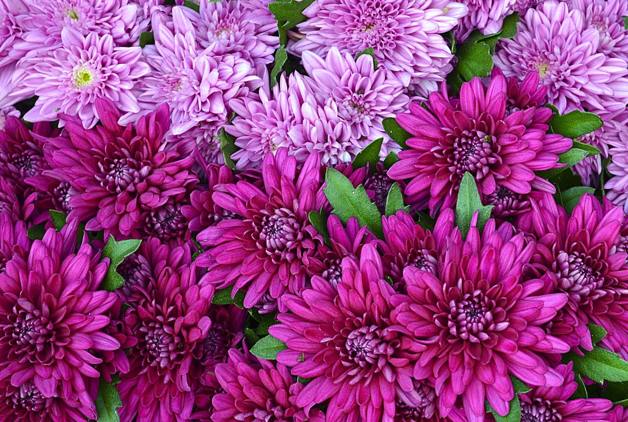 Хризантема Fuchsia Pink Chrysanthemum