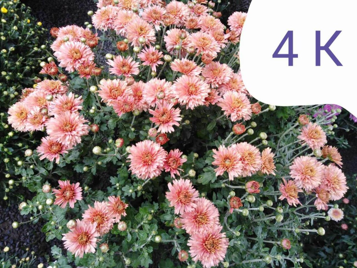 Хризантема Венди ред