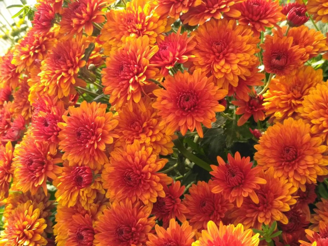 Хризантема Белла Пинк