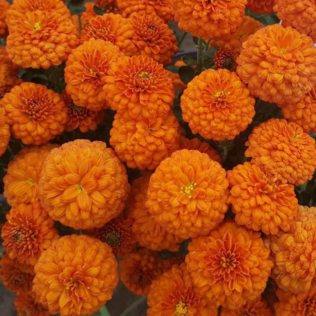 Хризантема Монако