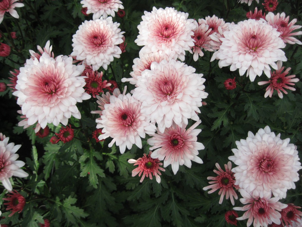 Хризантема мультифлора Прекосита Парме