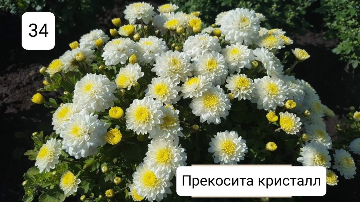 Хризантема мультифлора Арес