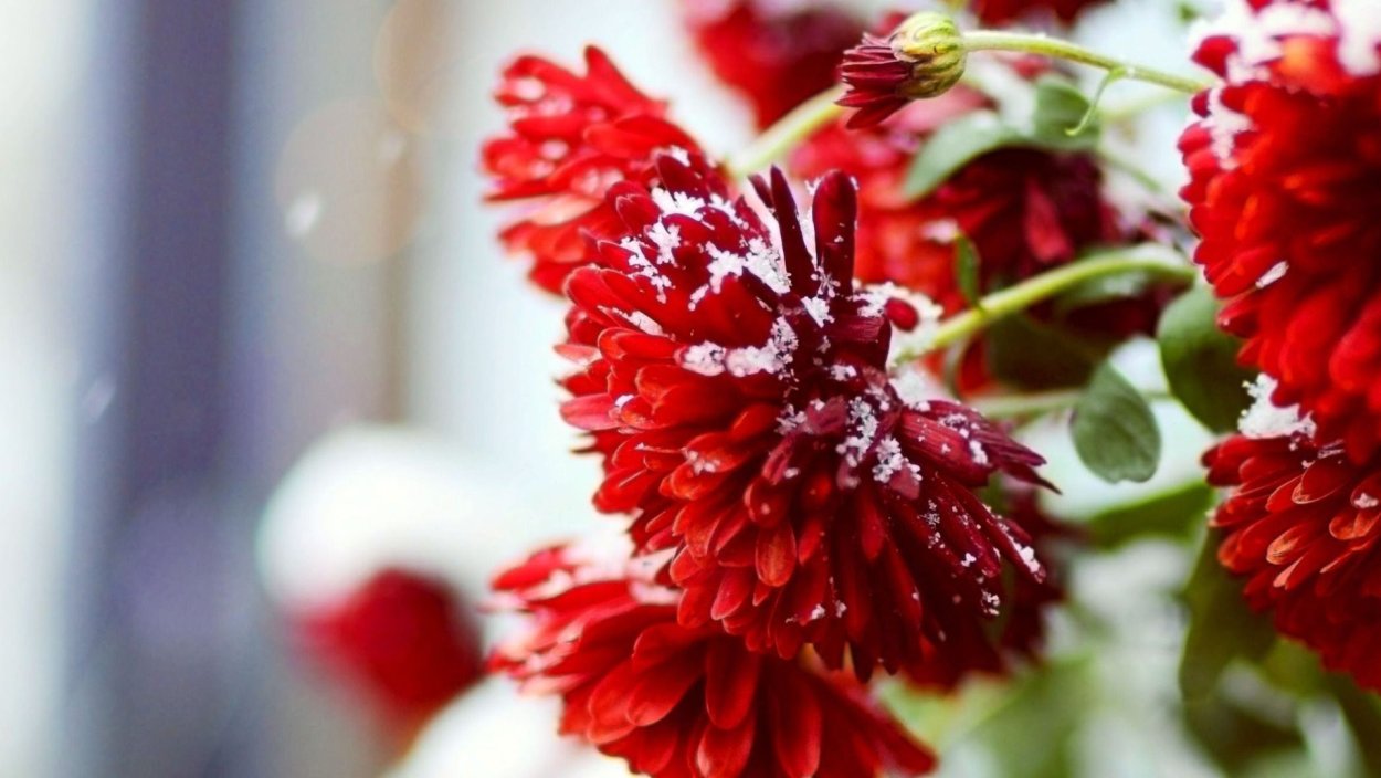 Зимний красный цветок