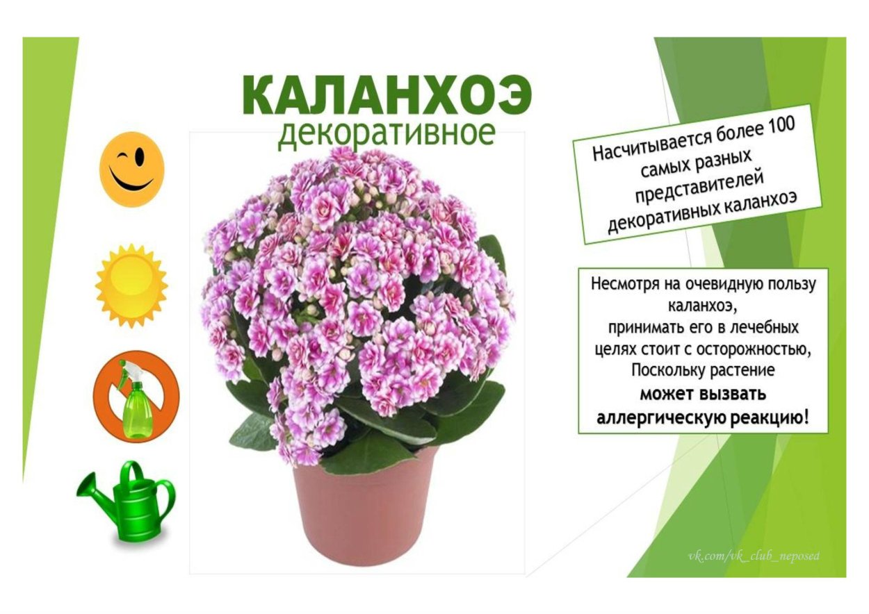 Каланхоэ мангина