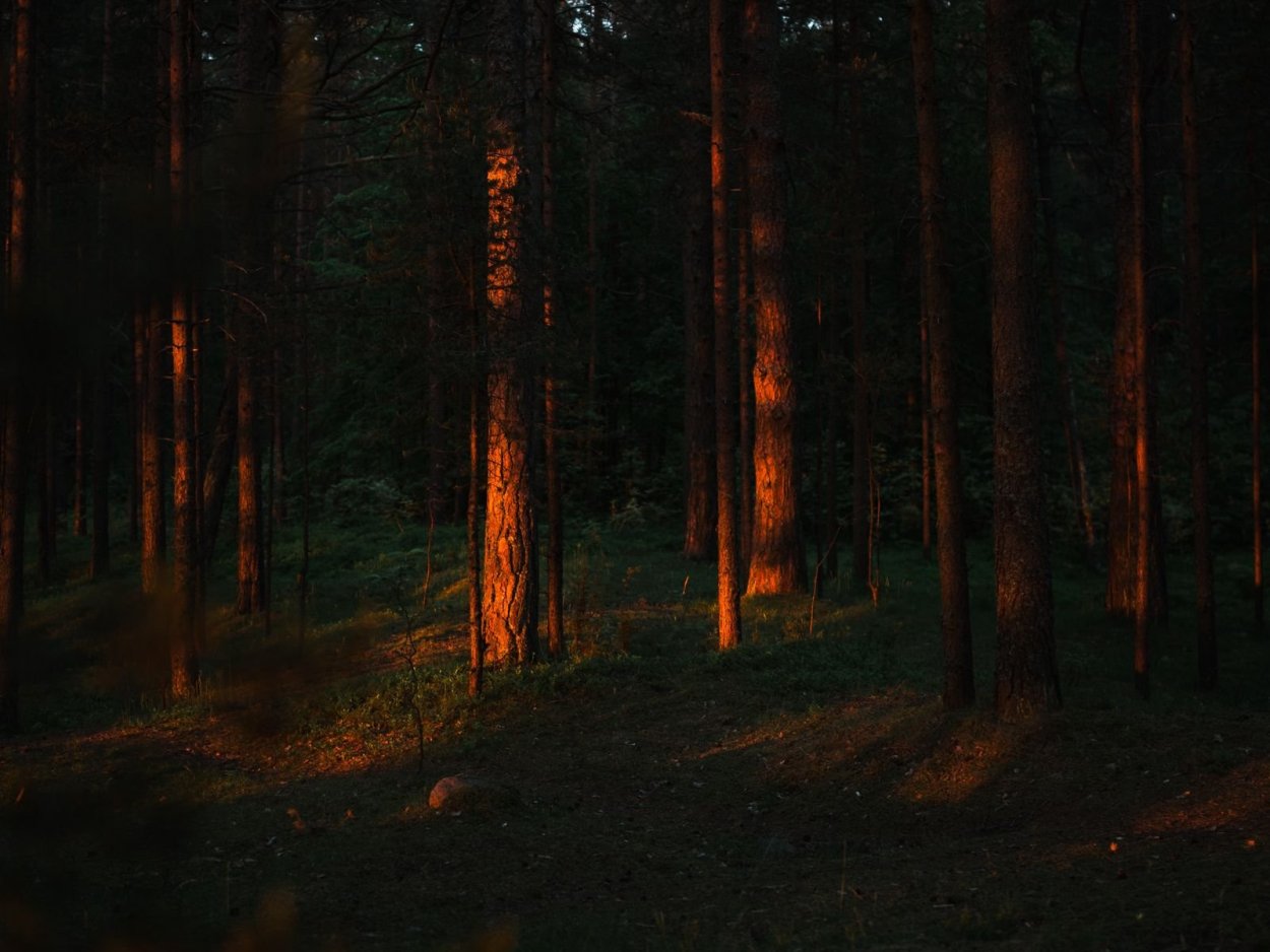 Темный Сосновый лес
