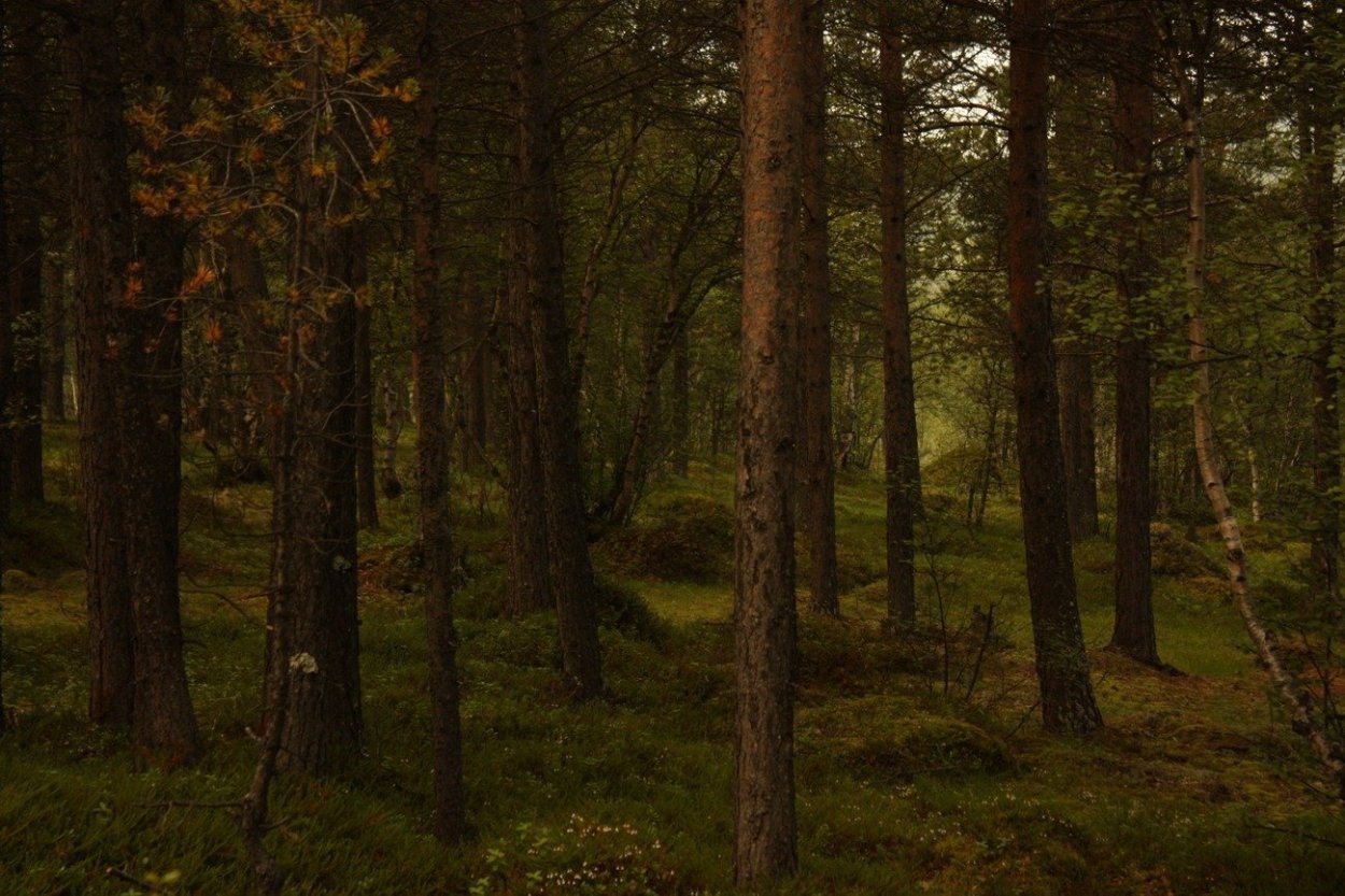 Тайга хвойный Бор НЕПРОХОДИМАЯ