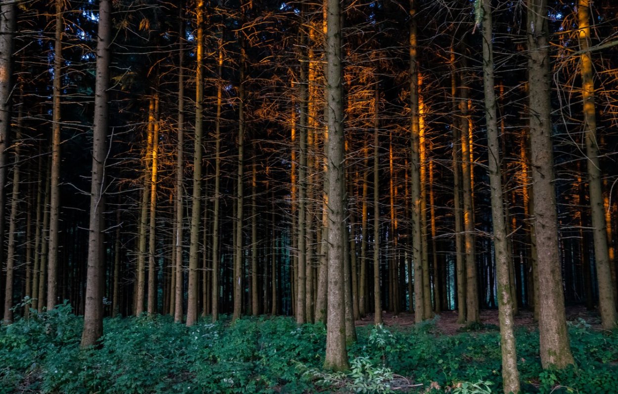 Темный Сосновый лес