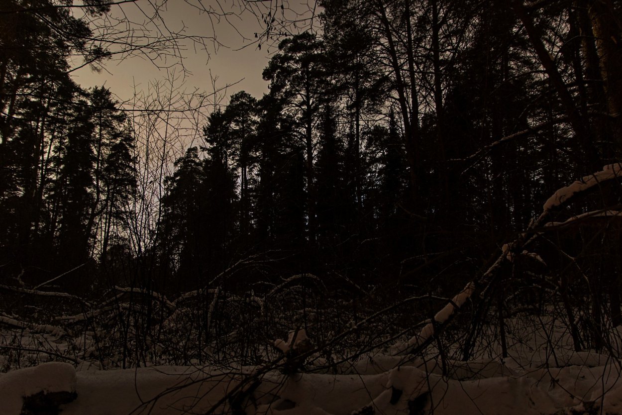 Темный зимний лес