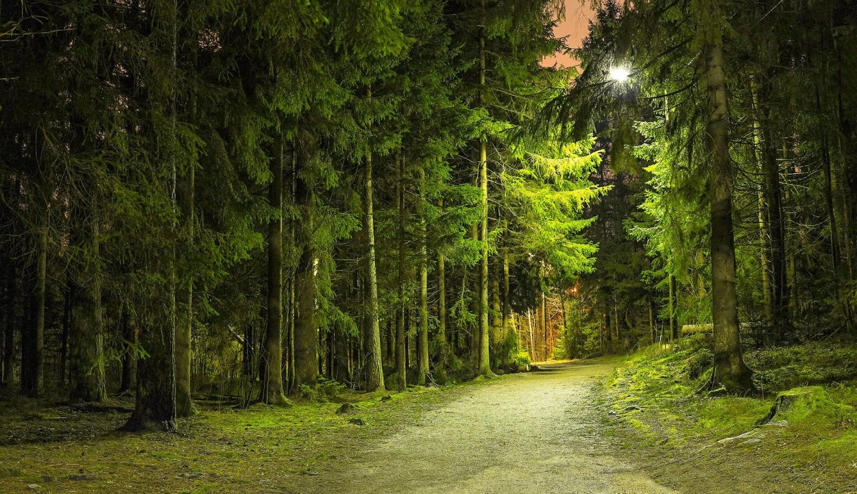 Дарк Форест густой лес