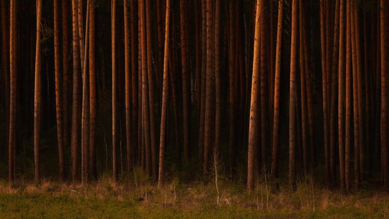 Темный Сосновый Бор