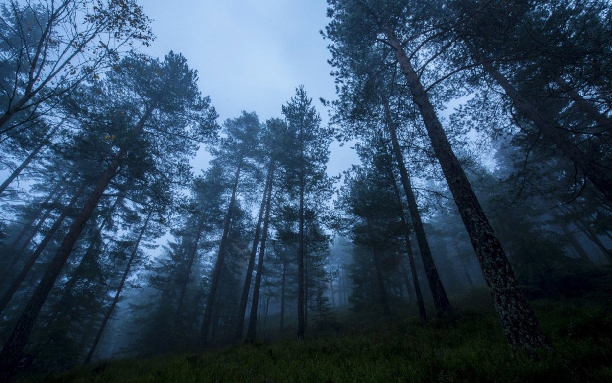 Темный Сосновый лес
