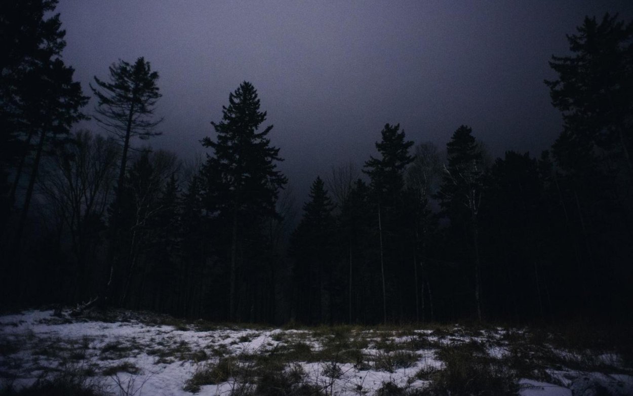 Мрачный еловый лес