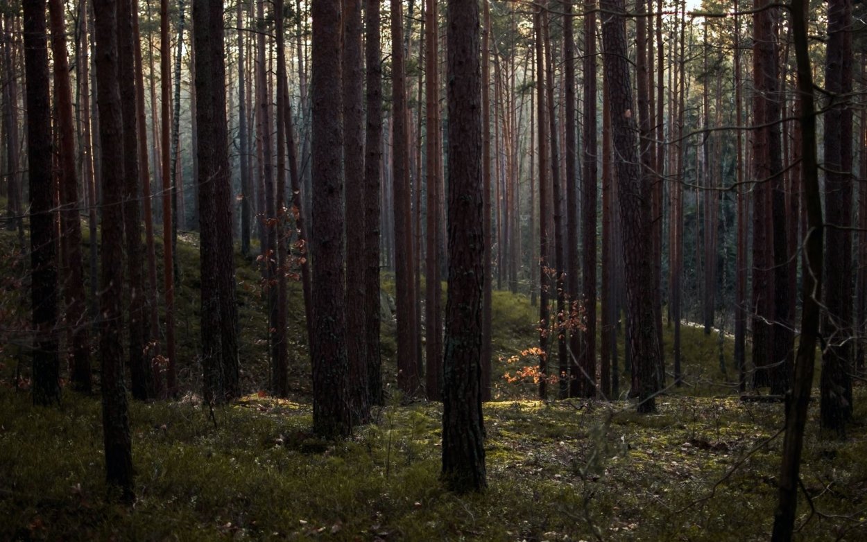 Дикий Сосновый лес