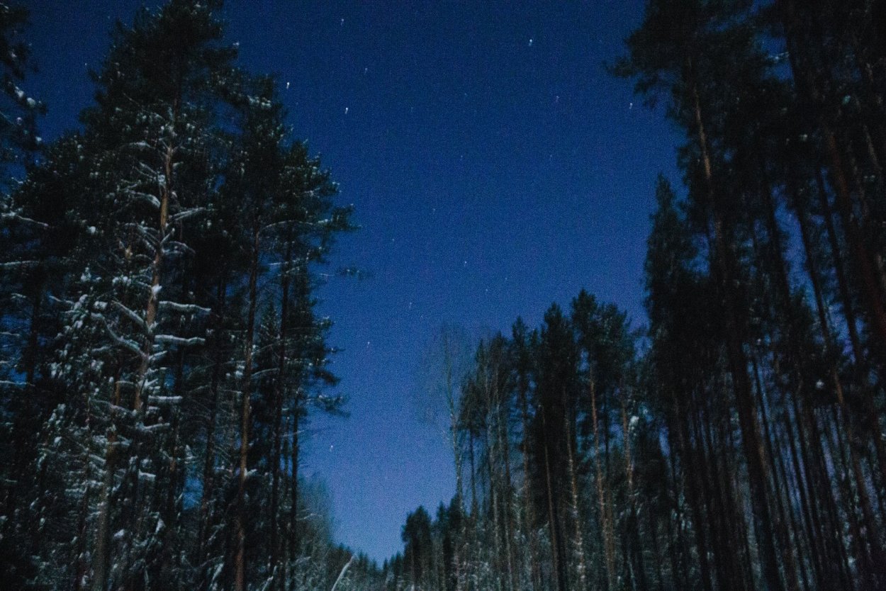 Ночной Сосновый Бор