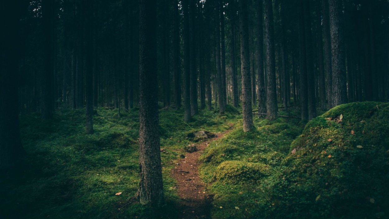 «Ночь в лесу»